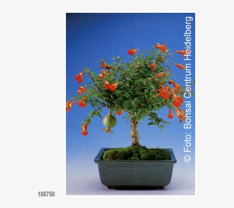 Bonsai Dwarf Pomegranate - Semis Bonsai Grenadier, transparent png