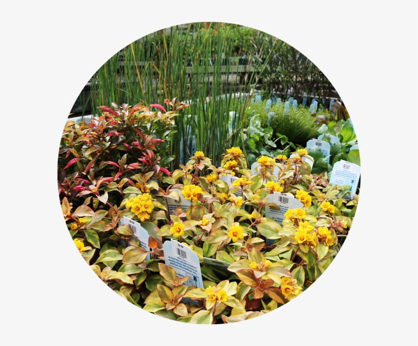 Water Garden Plants - Botanical Garden, transparent png