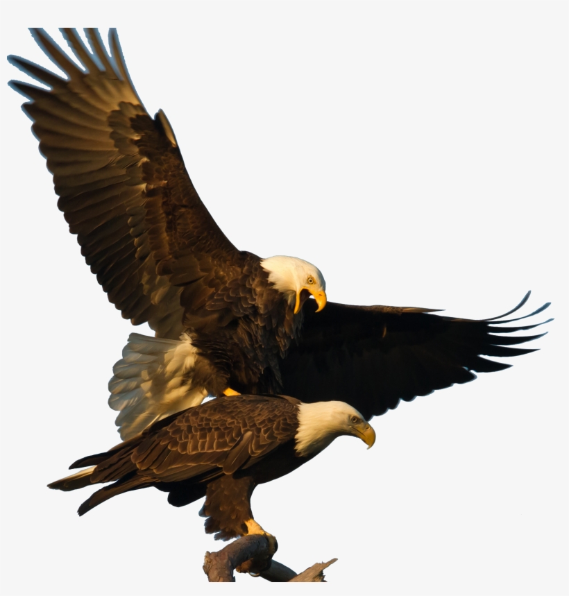 Bald Eagle - Eagles Monogamous, transparent png