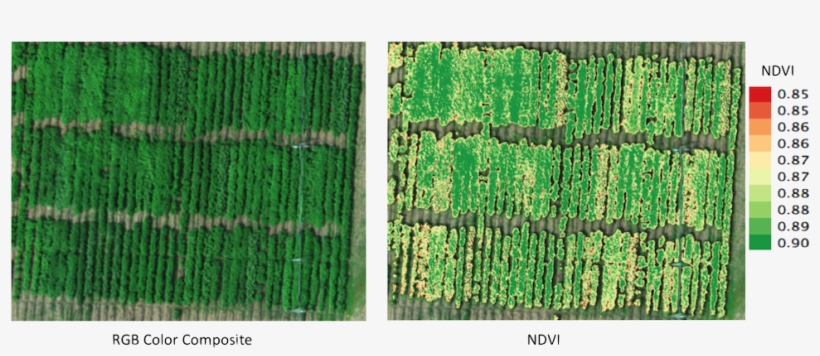 Micasense Reflectance Micasense Filters Micasense Potatoes - Grass, transparent png