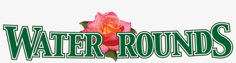 Hybrid Tea Rose, transparent png