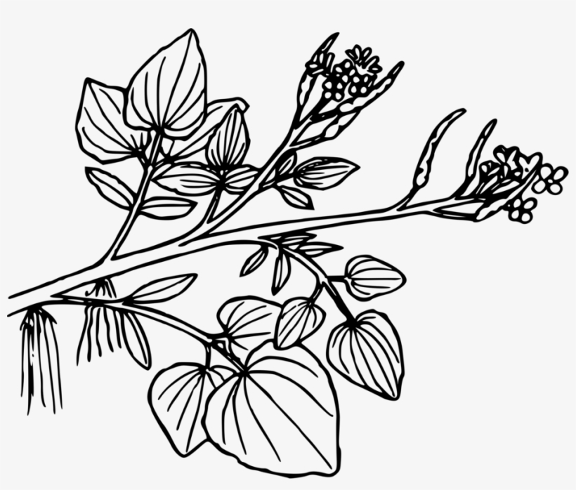 Watercress Aquatic Plants Sacred Lotus Black And White - Aquatic Plants Png Black And White, transparent png