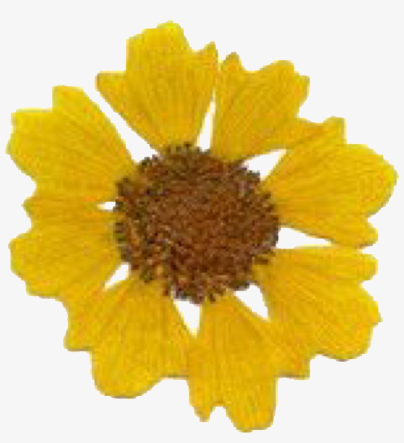 Yellow Daisy Flower Polyvore Moodboard Filler - Tickseed, transparent png