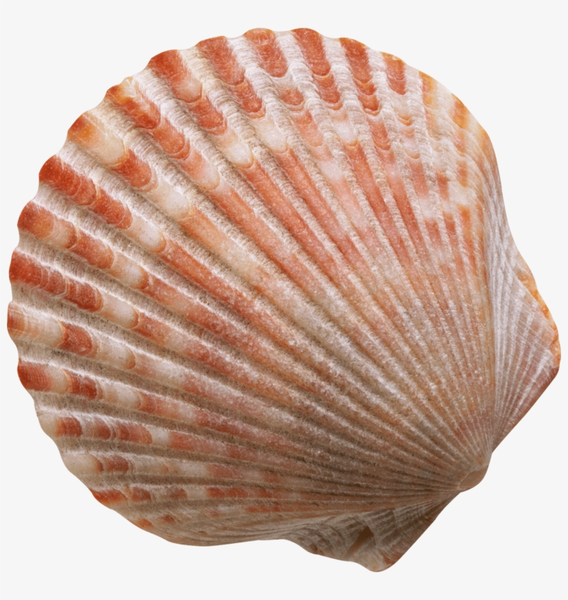 This Png File Is About Conch , Shell , Marine Mollusc - کتاب زندگی برازنده من, transparent png