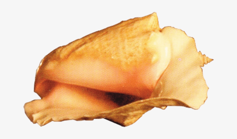 This Png File Is About Conch , Shell , Marine Mollusc - Portable Network Graphics, transparent png