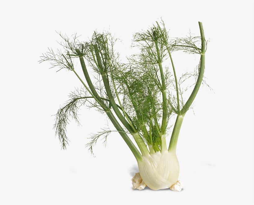 Fennel Png, transparent png