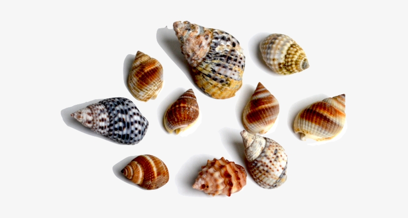 This Family Of Gastropods Includes A Large Variety - Shell, transparent png