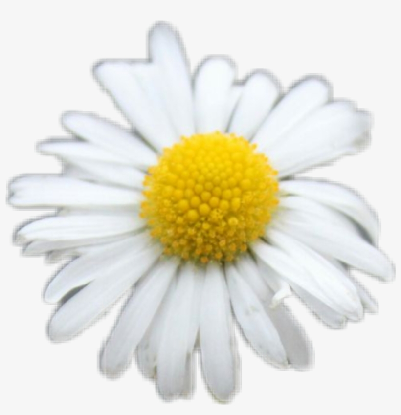 Freetoedit Daisy White Flower Flowers Yellow Cute Png - Oxeye Daisy, transparent png