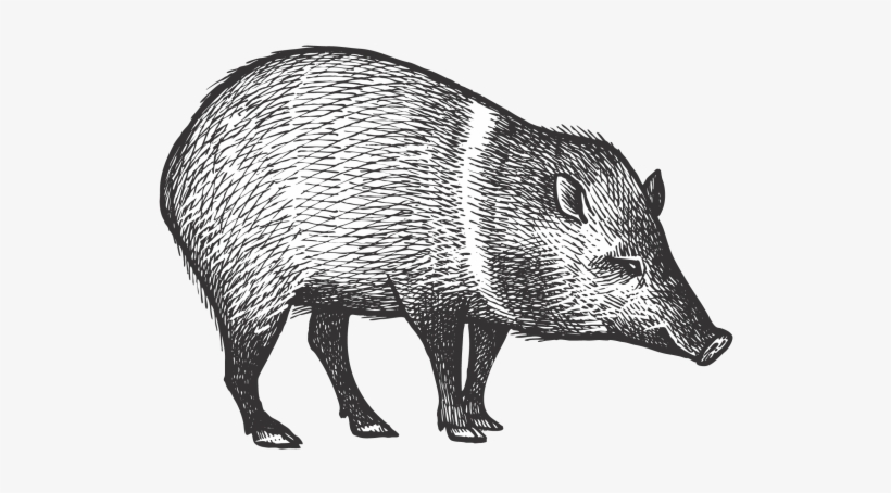 Peccary - Peccary Drawing, transparent png