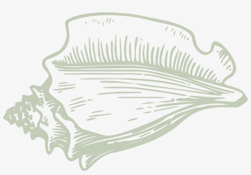 Pu'u - Hawaiian Conch - Clip Art Conch Shell Png, transparent png