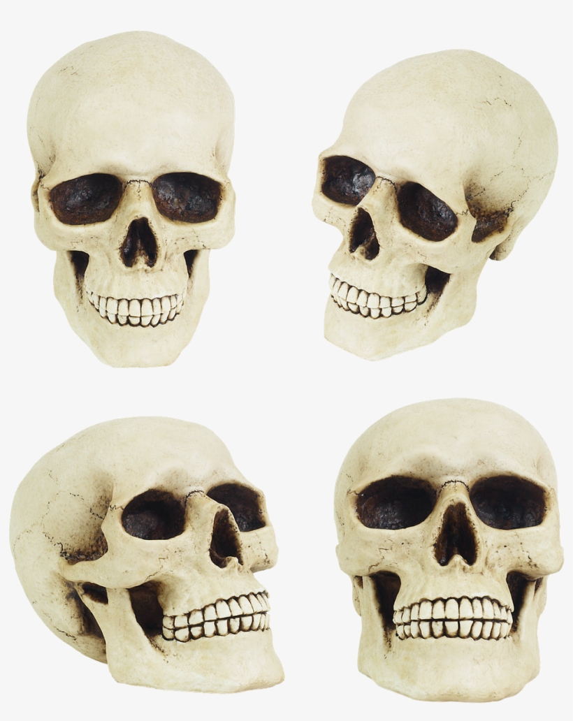 Skull,dummy,props,death - Cheekbones Skull, transparent png