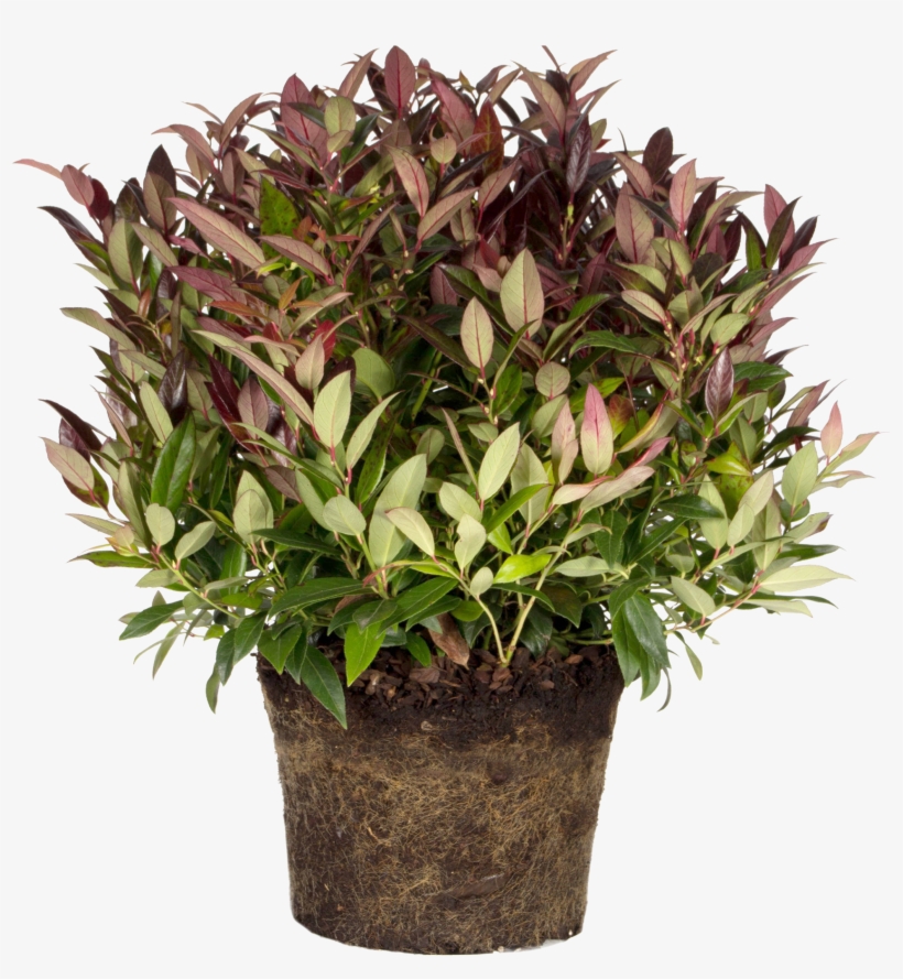 Flowerpot, transparent png