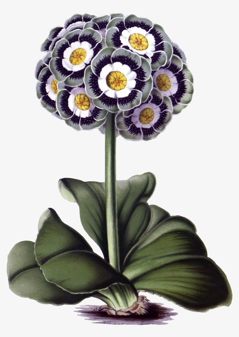 Hd Gorgeous Vintage Painted Flowers - Plant Vintage Png, transparent png
