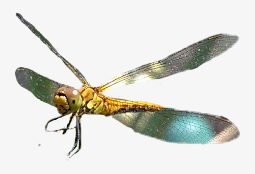Net-winged Insects, transparent png