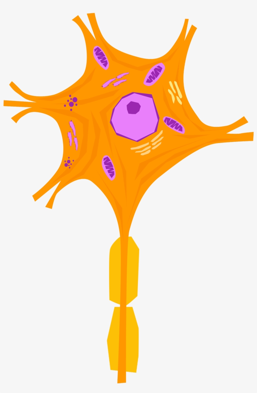 Nerve Cell 02 - Nervous Tissue Cells Of Neuron, transparent png