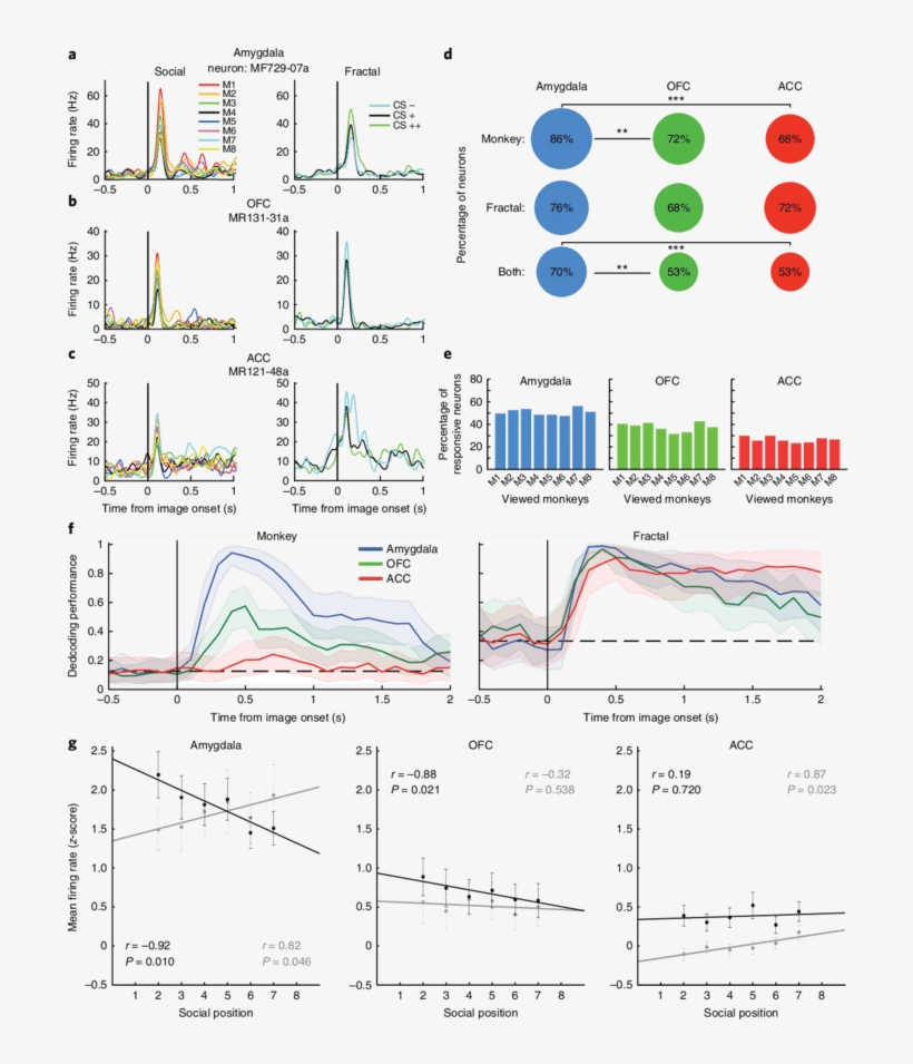 Example Neurons From The Amygdala , Ofc (b) And Acc - Diagram, transparent png