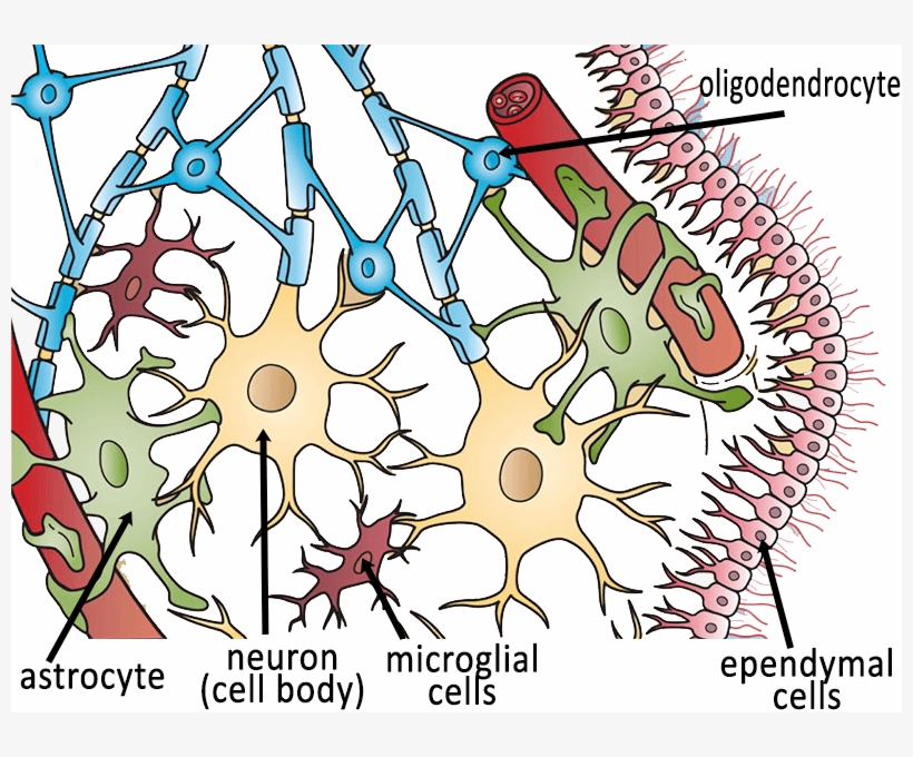 Neuroglial Cells, transparent png