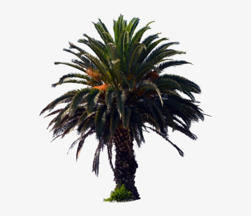 1098 X 727 5 - Palm Oil Tree Png, transparent png
