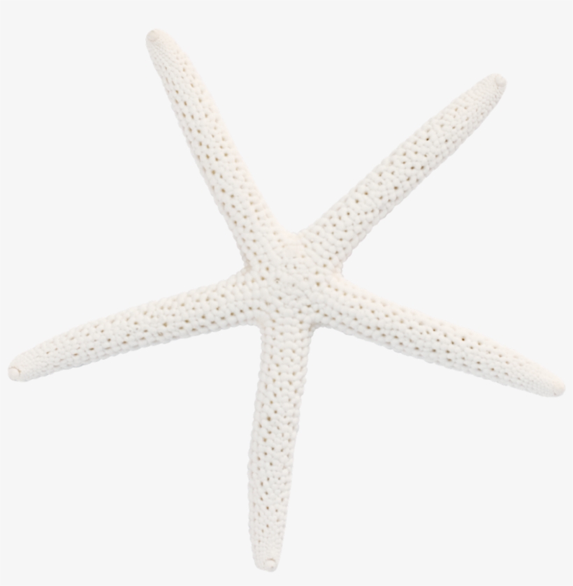 1024 X 998 7 - Starfish, transparent png