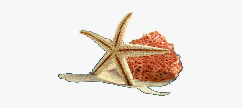 Starfish-1170x400 - Starfish, transparent png
