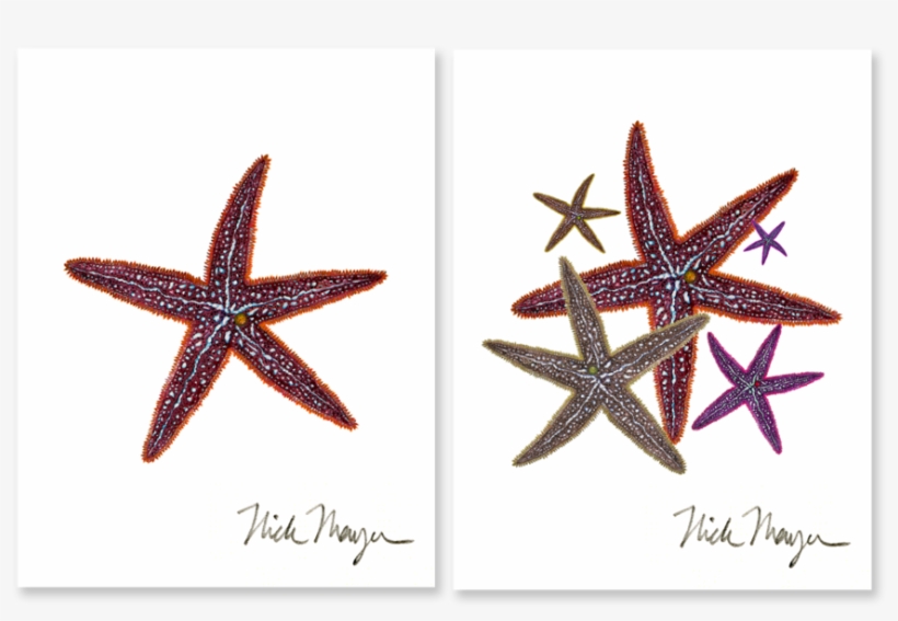 Sign Up And Get 10% Off - Starfish, transparent png