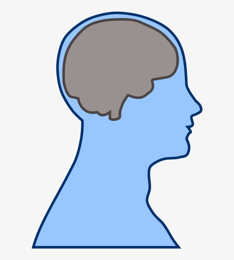 Brain Human Man - Thalamus And Frontal Lobe, transparent png