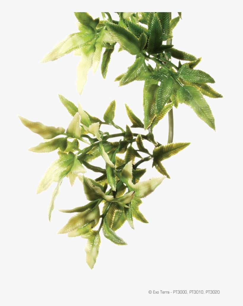 Rainforest Transparent Images - Plante Croton, transparent png