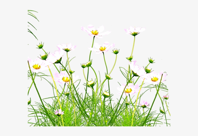 Wild Yellow Flowers Png, transparent png