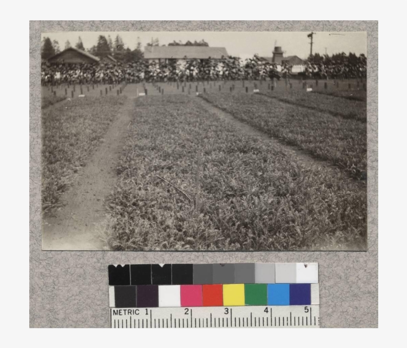1-1 Redwood Transplants At Fort Bragg Nursery - Monochrome, transparent png