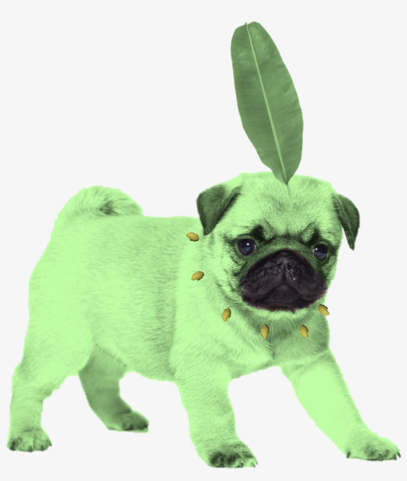 Pug Sticker Redbubble, transparent png