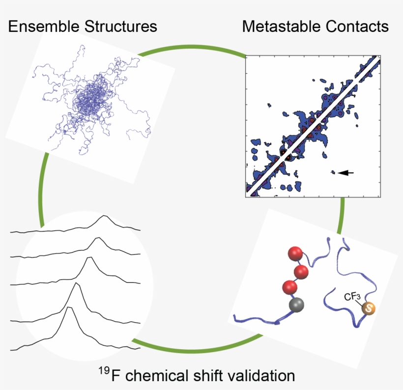 The N Terminal Transactivation Domain Of Estrogen Receptor - Illustration, transparent png