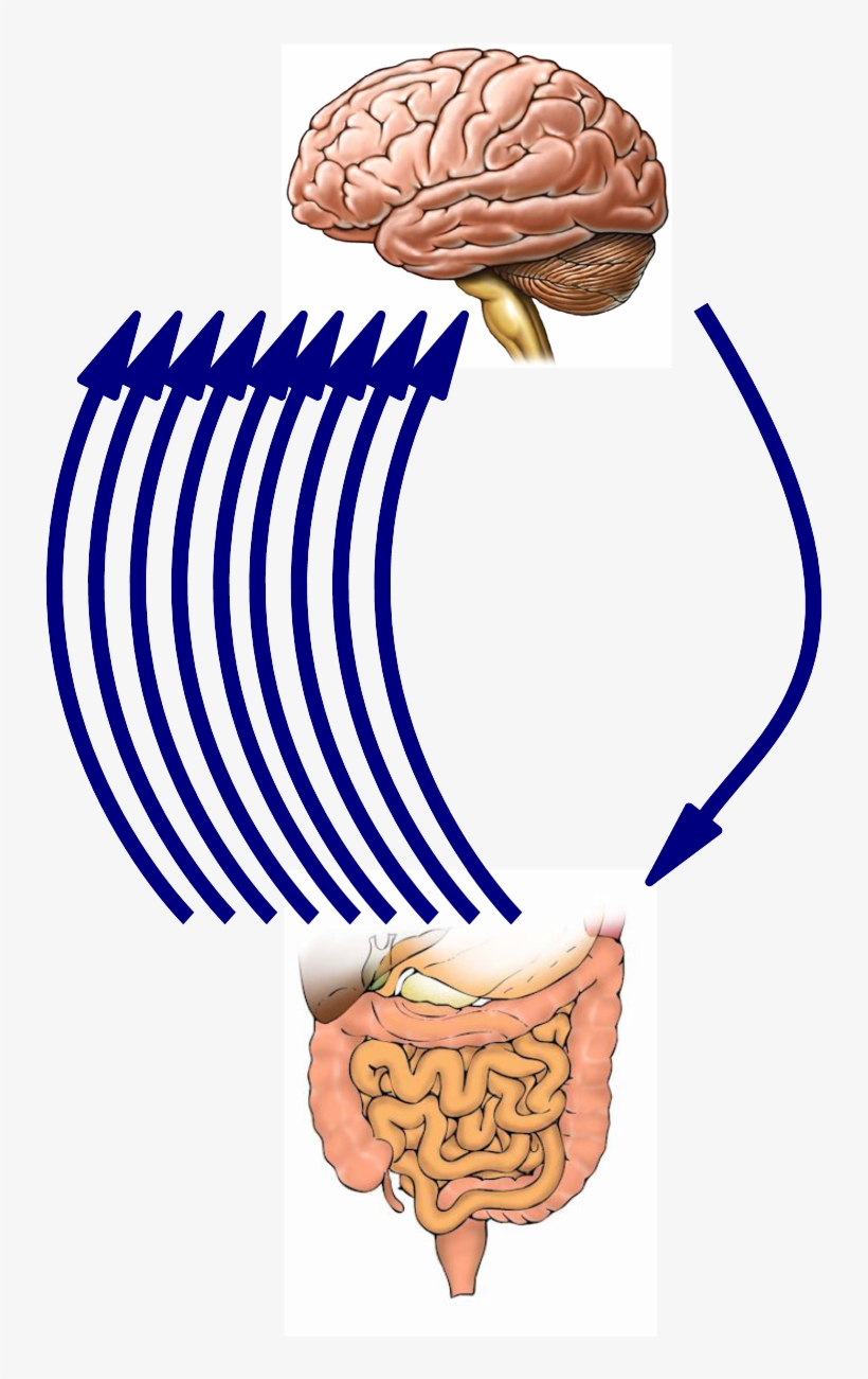 El Segundo Cerebro - Illustration, transparent png