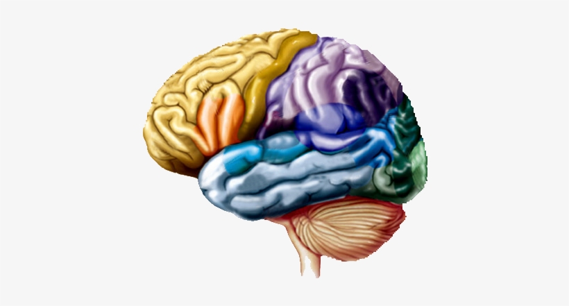 Así Afecta Al Cerebro Usar El Ordenador Y El Móvil - Labelling Of The Brain, transparent png