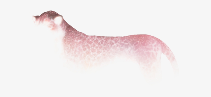 Rose Quartz Crackle Rose Quartz Crackle - Cat Yawns, transparent png