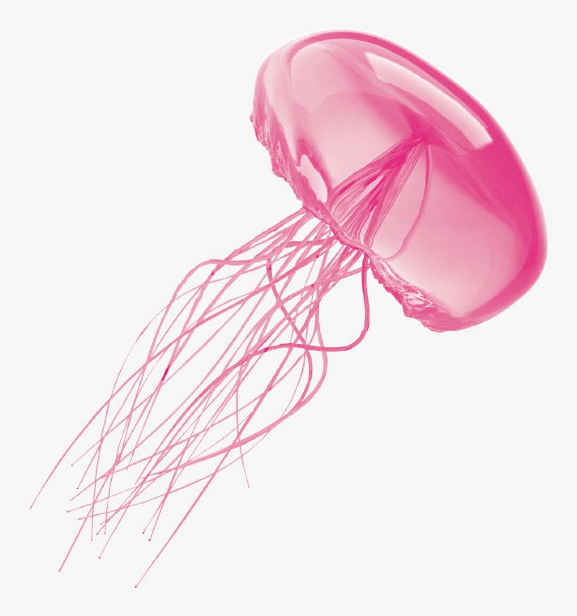 Jellyfish Transparent Background - Transparent Background Jellyfish Transparent, transparent png