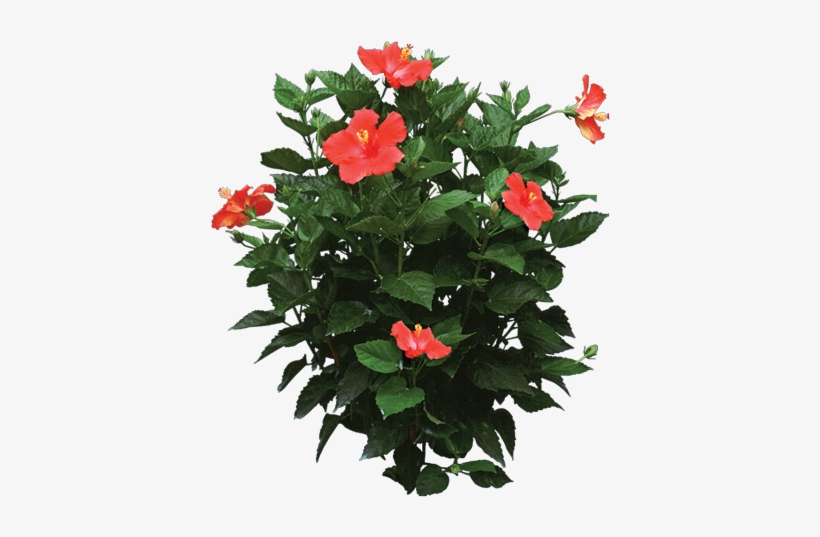 Photo Of A Hibiscus Rosa Plant - Hibiscus Plant Png, transparent png