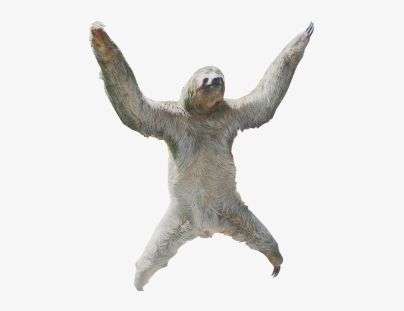Ok - Sloth Png, transparent png