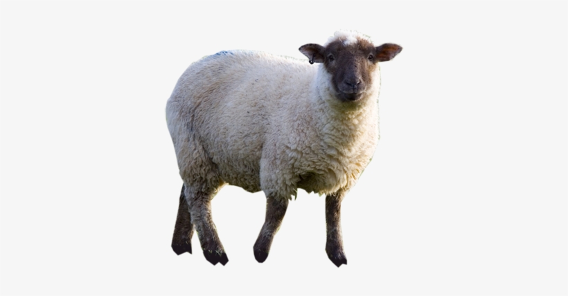 Sheep - Sheep Png, transparent png