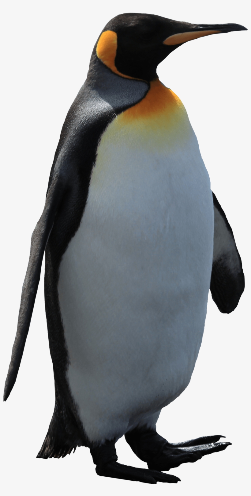 Pinguin Christmas Lights Decoration, transparent png