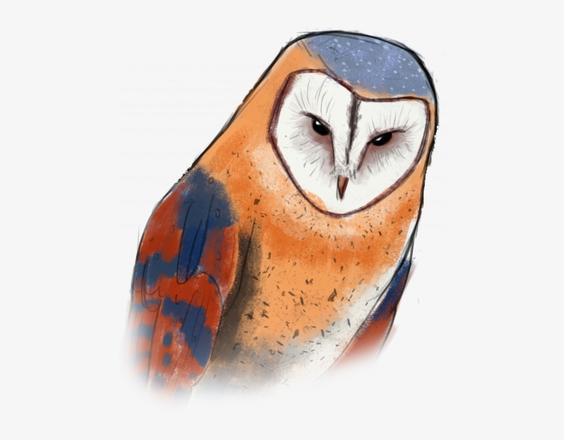 [wip] Low-poly Island - Barn Owl, transparent png
