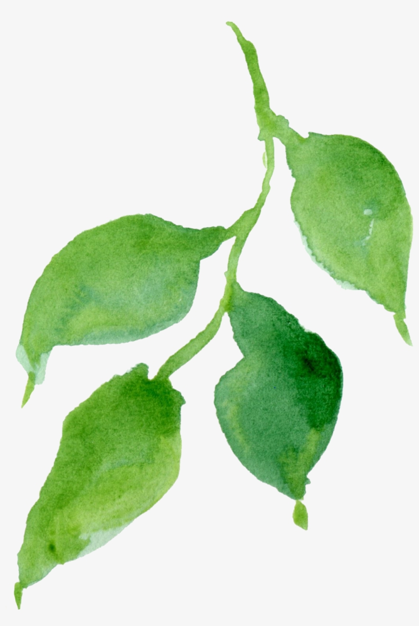 Watercolour - Hop Hornbeam, transparent png