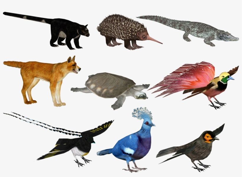 Interesting Islands- New Guinea Animals - Zt2 New Guinea, transparent png