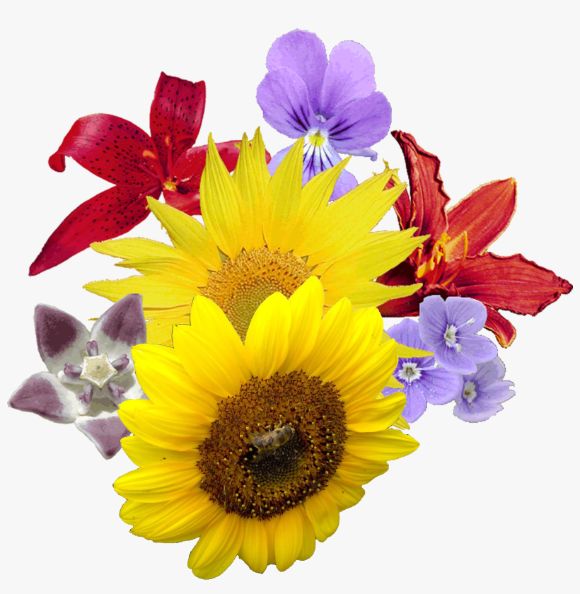 Single Sun Flower Png - Flower Png, transparent png