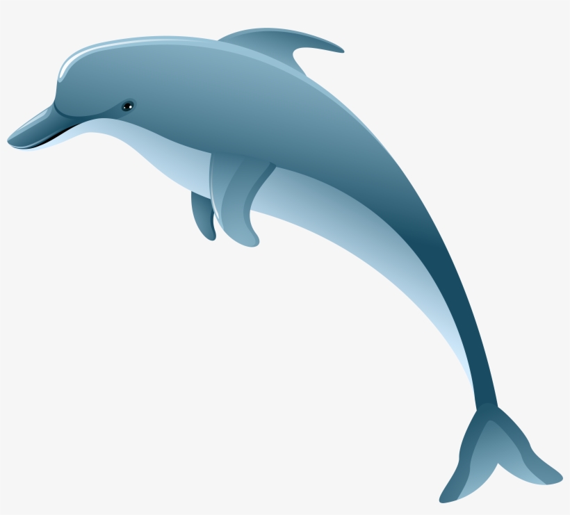 Dolphin Png, transparent png