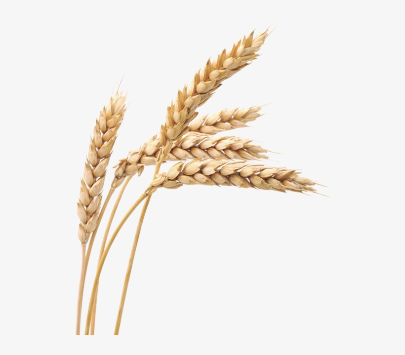 Free Png Images Wheat Png - Wheat Png, transparent png