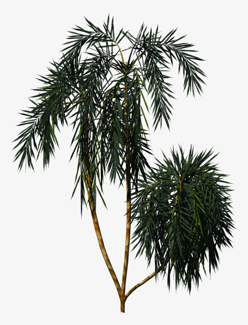 Acai Palm - Açaí Palm, transparent png