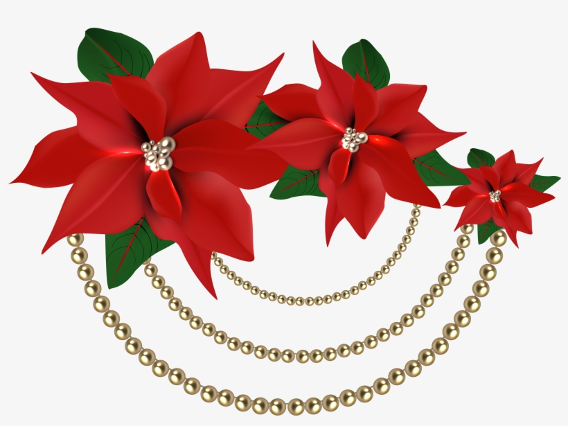 Christmas Flowers Png - Christmas Red Poinsettia Png, transparent png