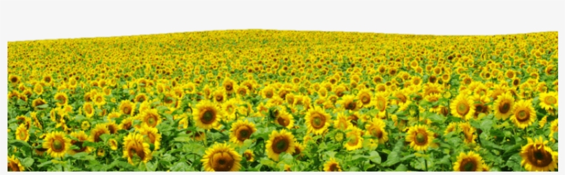Sunflowers Png File - Hình Cánh Đồng Hoa, transparent png