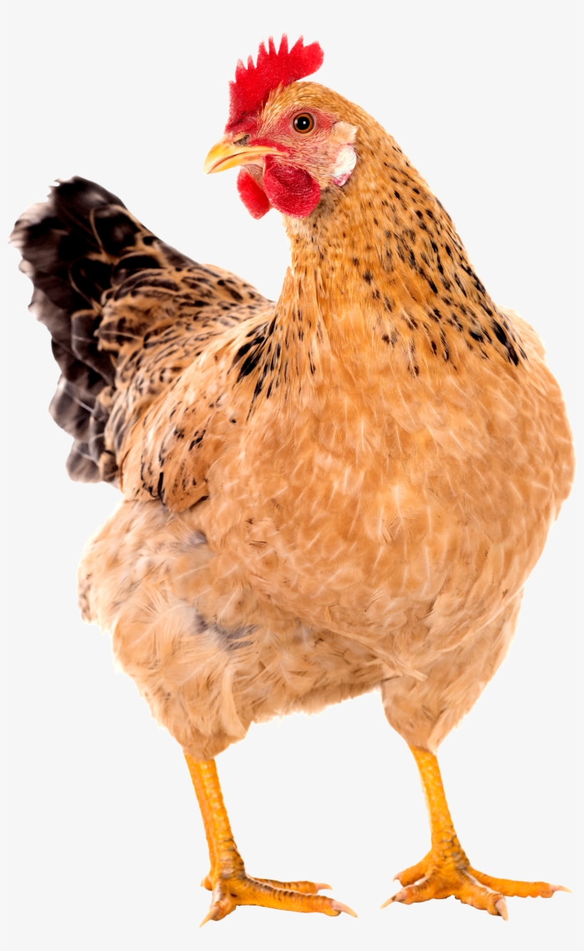 Chicken Png Image, transparent png