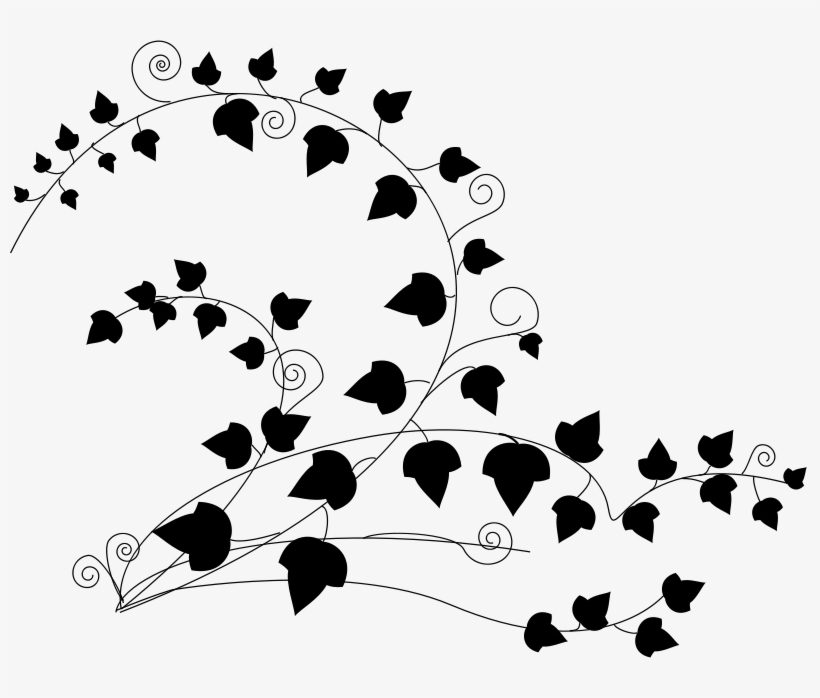 Free Ivy - Ivy Clipart Black And White, transparent png